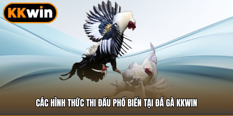 Các hình thức thi đấu phổ biến tại đá gà KKWIN