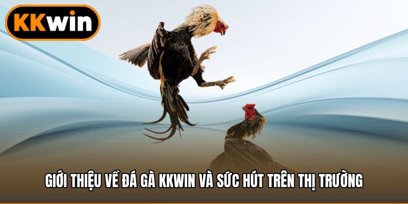 Giới thiệu về đá gà KKWIN và sức hút trên thị trường