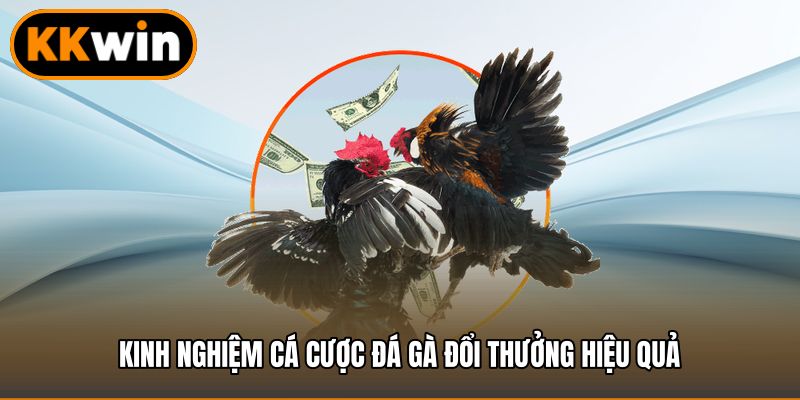 Kinh nghiệm cá cược đá gà đổi thưởng hiệu quả