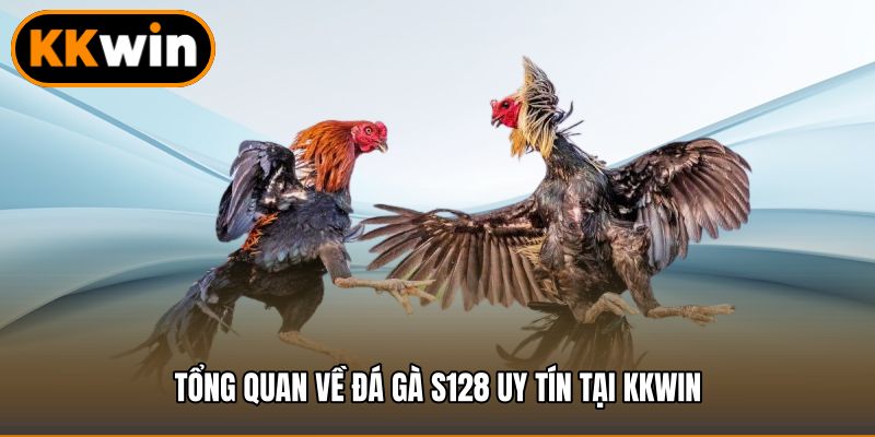 Tổng quan về đá gà S128 uy tín tại KKWIN
